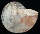 / Choffaticeras Ammonite (Half) - Morocco #3971-1